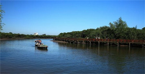 蚝油素茭瓜怎么炒比较好（油闷茭瓜）